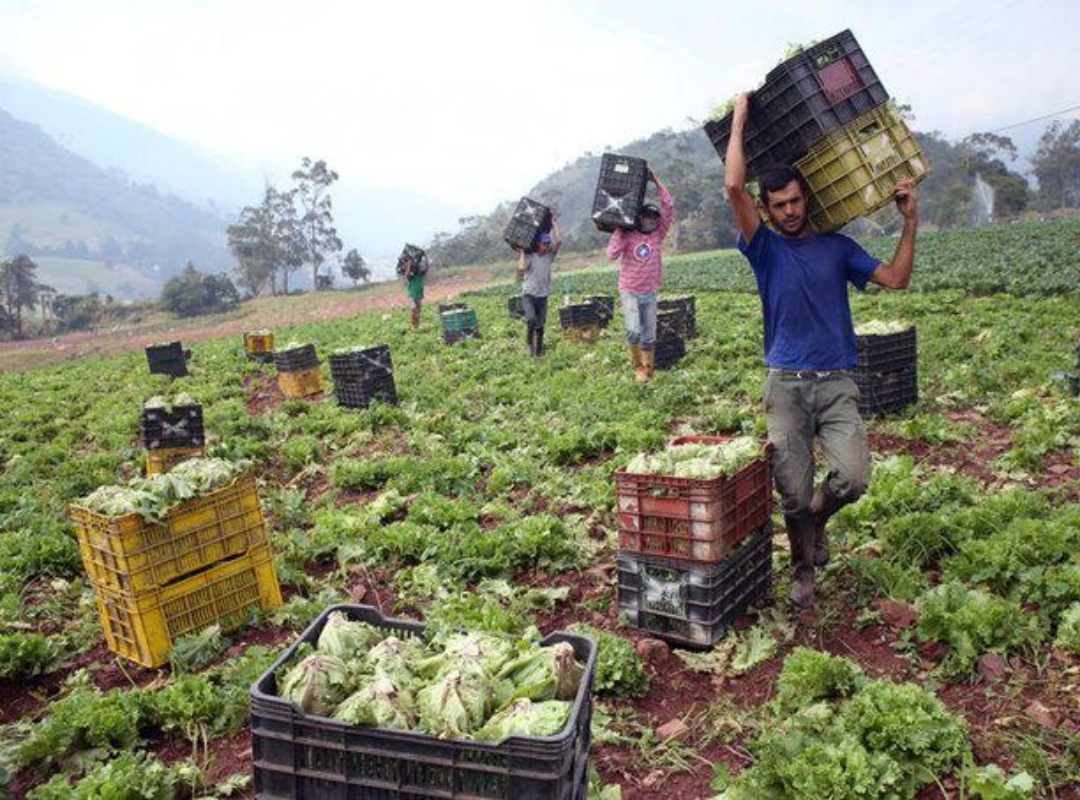 Agrónomos buscan promover la agricultura familiar a través de alcaldías y gobernaciones