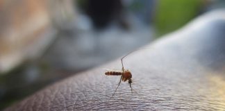 Reporte de casos de dengue y malasia siguen en aumento en Venezuela