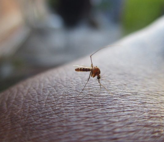 dengue Venezuela Reporte de casos de dengue y malasia siguen en aumento en Venezuela