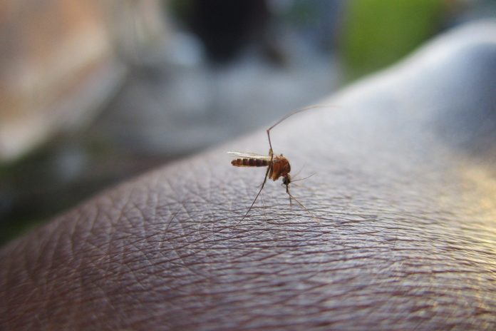 Reporte de casos de dengue y malasia siguen en aumento en Venezuela
