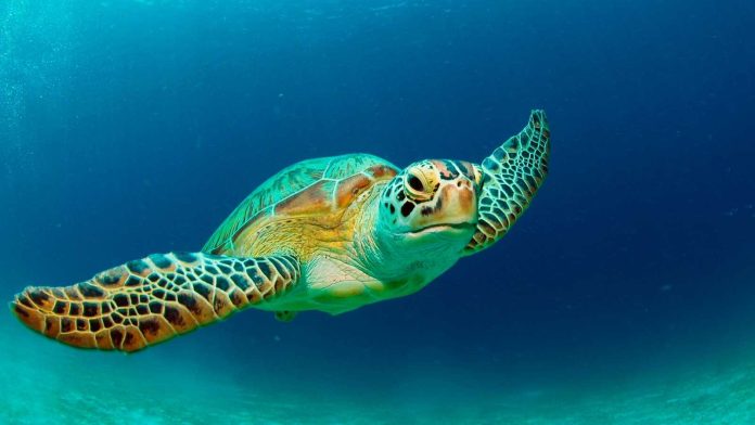 Tortugas marinas: uno de los animales que más tiempo lleva en la Tierra