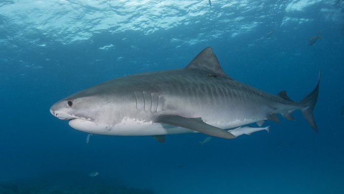 Equipo de Netflix fue atacado por tiburones mientras filmaban un documental en Hawái