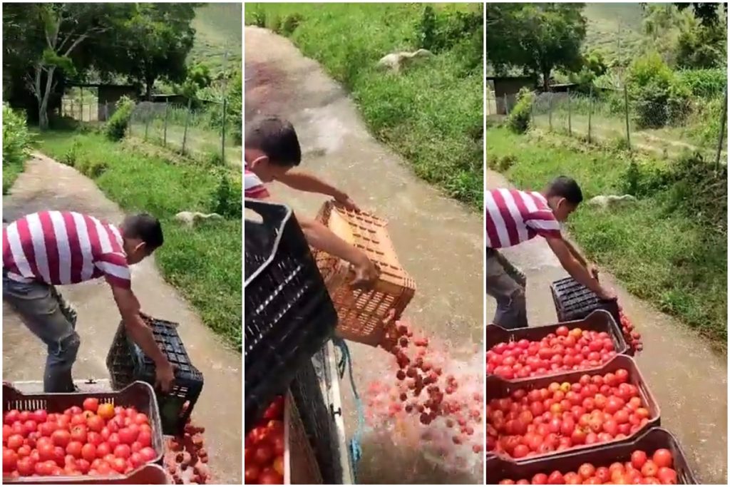 Productores botan cientos de kilos de tomate por falta de gasolina