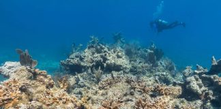 Corales de Florida afectados por ola de calor