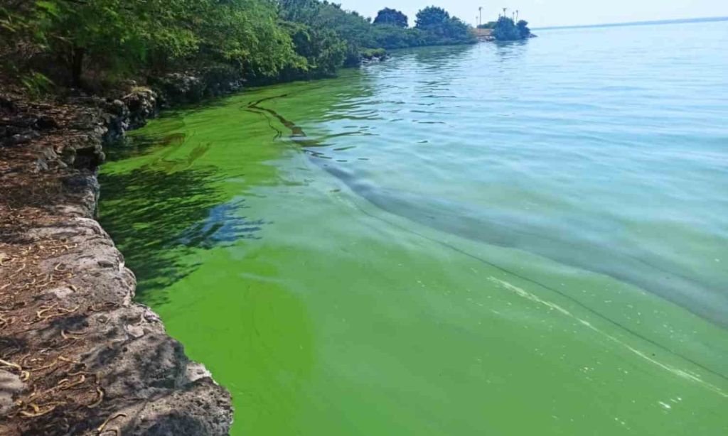 lago de maracaibo capa verde