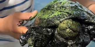 Rescataron a una tortuga llena de petróleo del lago de Maracaibo