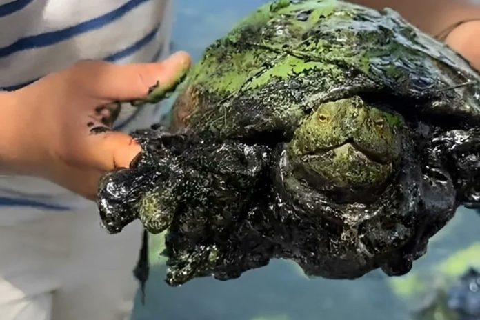 Rescataron a una tortuga llena de petróleo del lago de Maracaibo