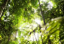 Bosques tropicales temperatura fotosíntesis