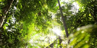 Bosques tropicales temperatura fotosíntesis