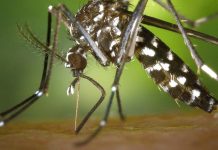 Sociedad de Infectología alertó del aumento de dengue en Venezuela