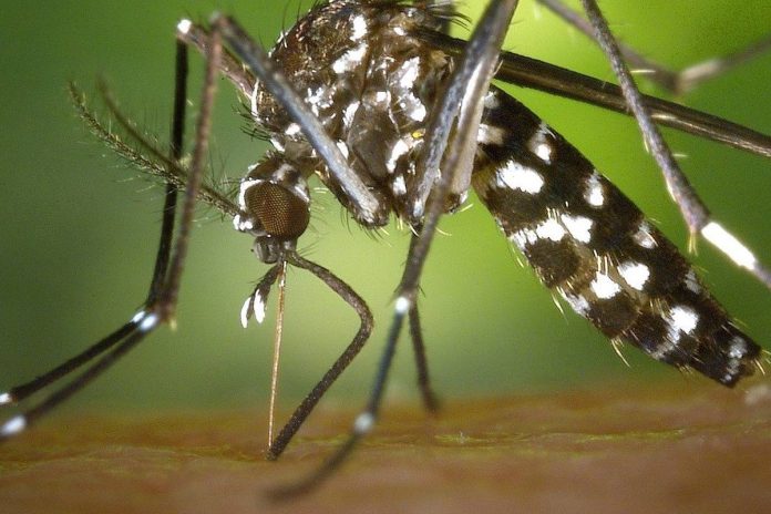 Sociedad de Infectología alertó del aumento de dengue en Venezuela