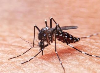Gobierno de Perú autorizó la transferencia de 11 millones de dólares a la cartera de Salud para prevenir y controlar el dengue.