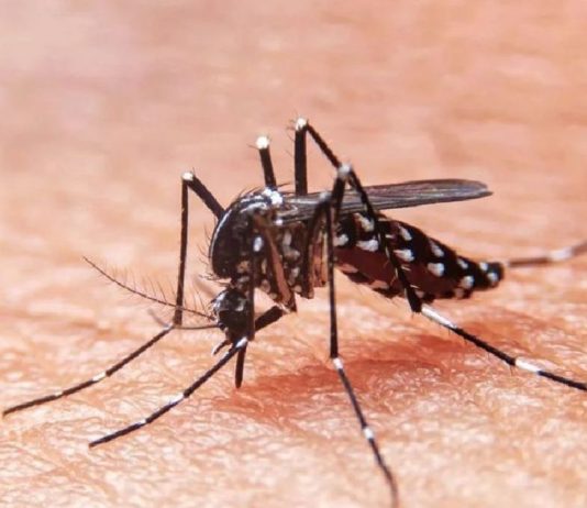 Gobierno de Perú autorizó la transferencia de 11 millones de dólares a la cartera de Salud para prevenir y controlar el dengue.