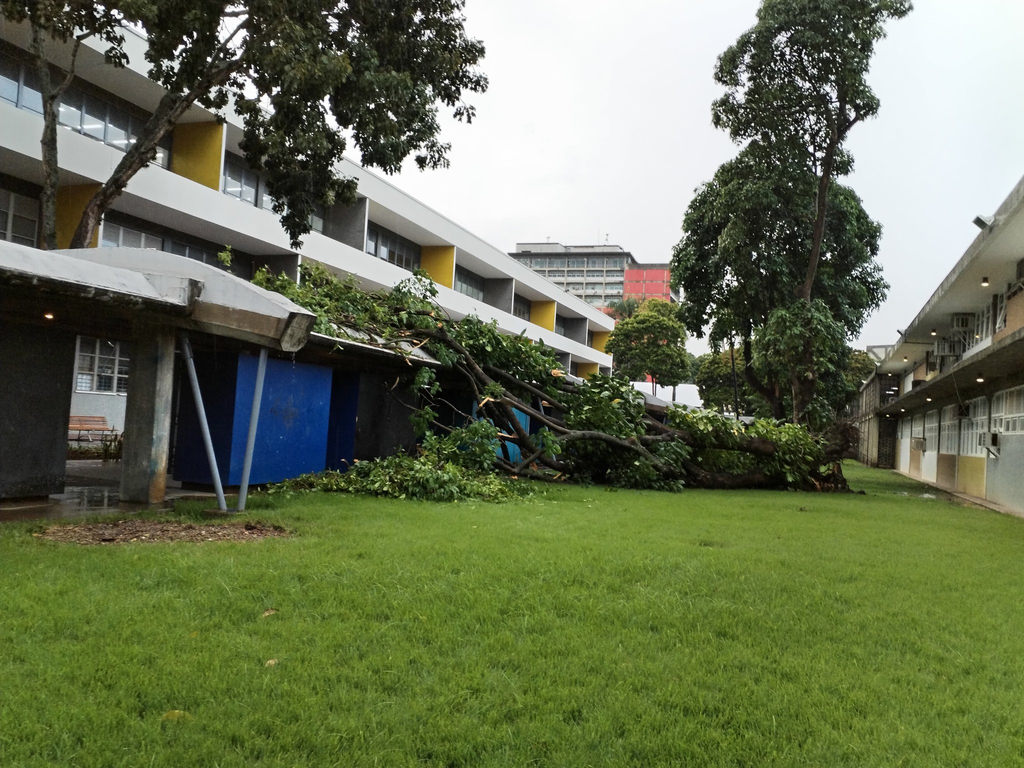 Caída de árbol por lluvias UCV