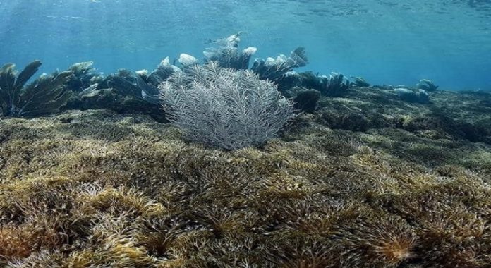 Coral invasor en Mochima
