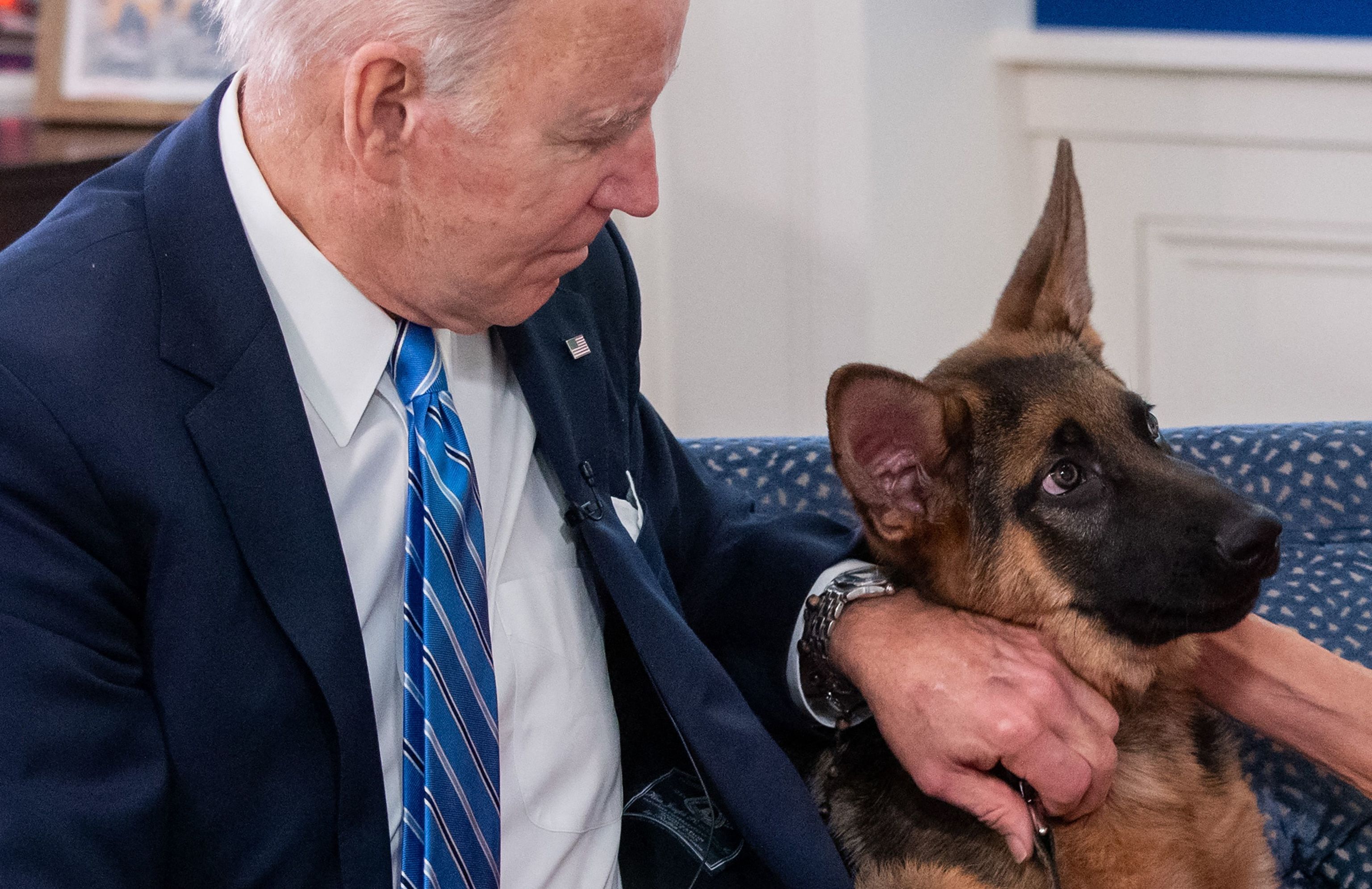 Expulsan al perro de los Biden de la Casa Blanca por morder a varios agentes