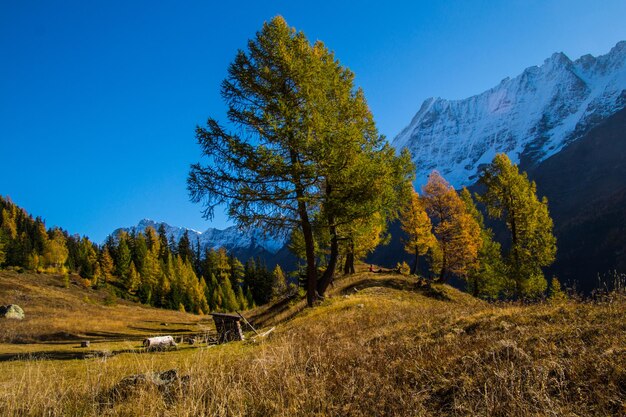 Alpes Franceses árboles