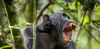 Chimpances menopausia