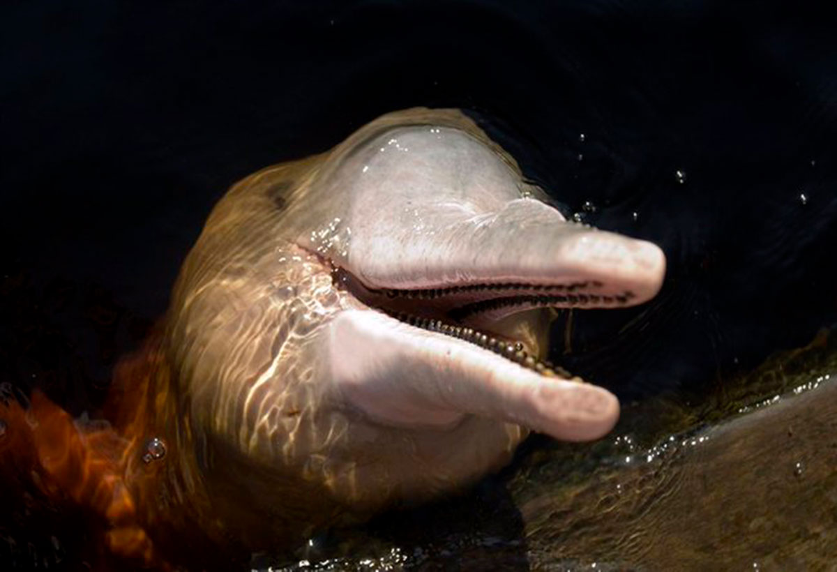 Delfines Amazonía 