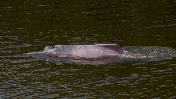 Delfines Amazonía