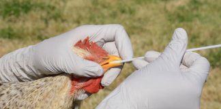 Gripe Aviar Ciencia