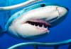 Tiburones blancos