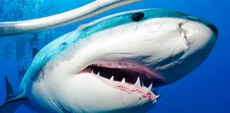 Murió una mujer tras ser atacada por un tiburón en Bahamas