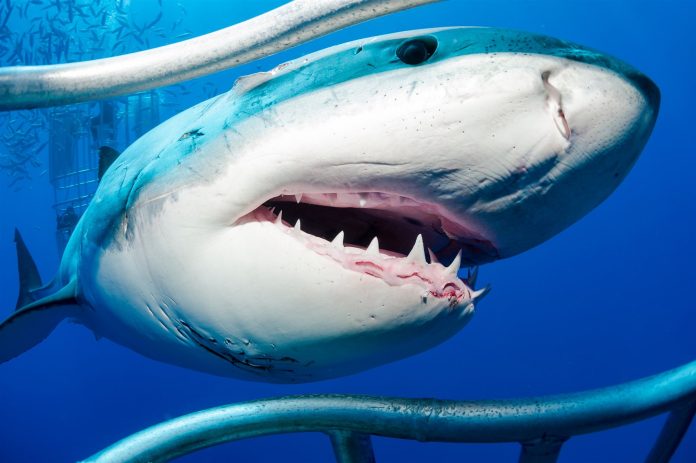 Murió una mujer tras ser atacada por un tiburón en Bahamas