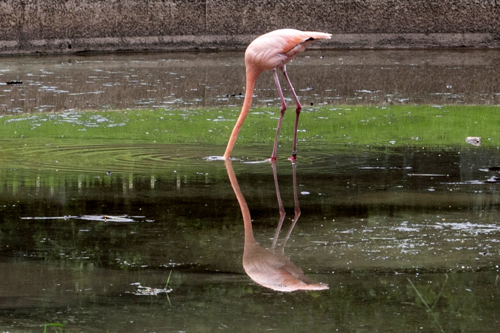 Flamencos de Tocorón en Parque del Este 