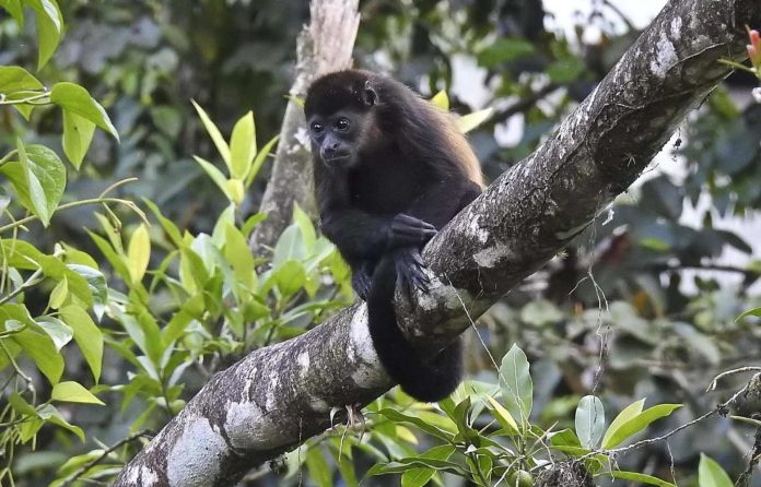 mono saraguato presuntamente asesinado en Mérida