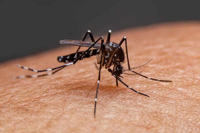 Brasil dengue