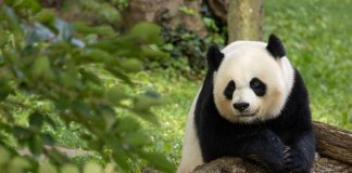 Osos Panda China EE UU