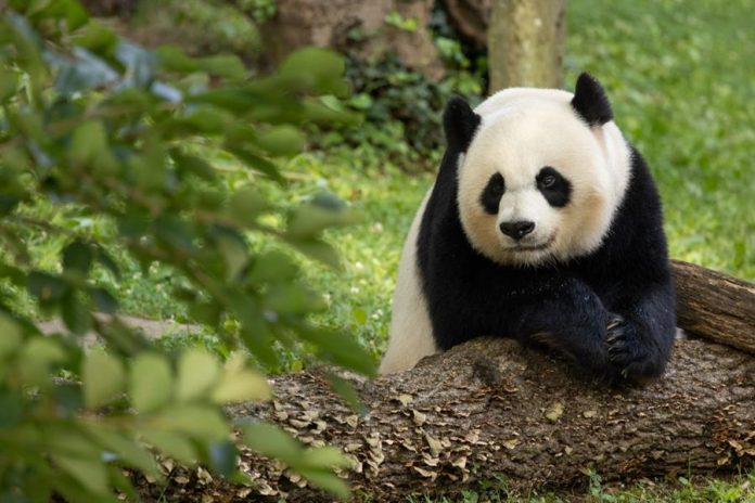 Osos Panda China EE UU