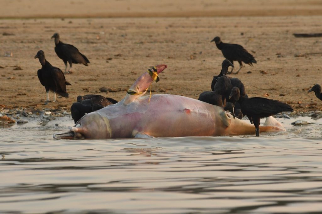 Delfín de río hallado muerto en el lago Tefé (André Zumak y Miguel Monteiro/ Cortesía del Instituto Mamirauá)