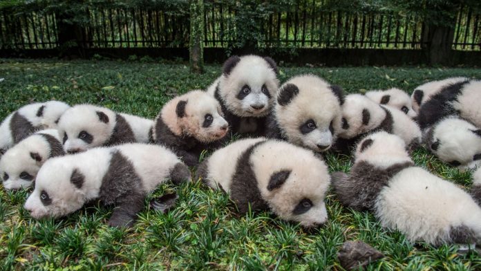 Pandas gigantes china