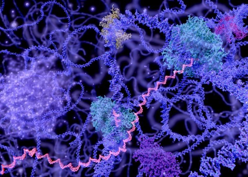 De restos antiguos se puede obtener ADN y crear secuencias genómicas. Getty Images 