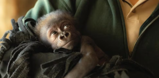 Jameela Orangután Animales Medio ambiente