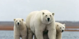 Osos polares
