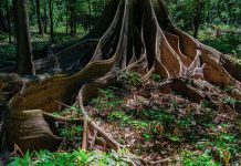 Terra preta: el misterio del origen del "oro negro" del Amazonas