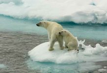 Cambio climático / osos polares