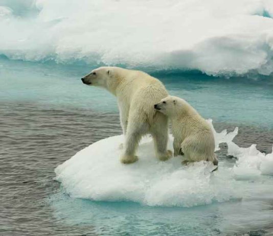 Cambio climático / osos polares