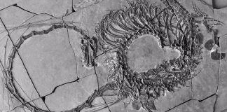 Dragón chino fósiles arqueología