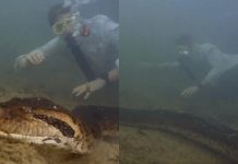 anaconda más grande del mundo