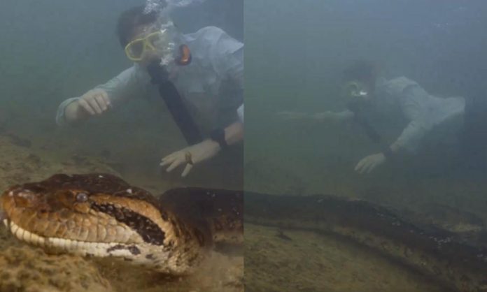 anaconda más grande del mundo