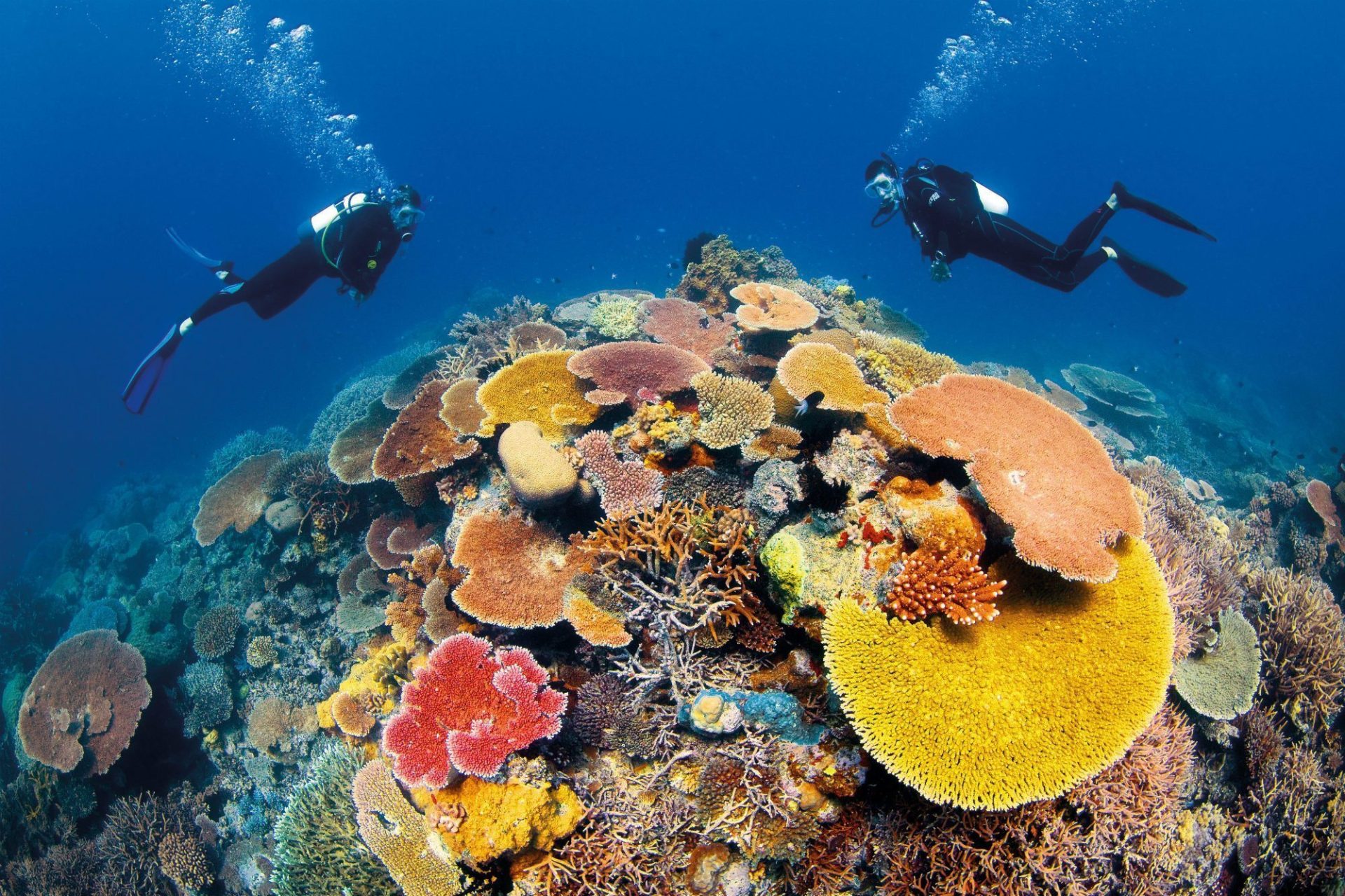 Coral Barrera Australia