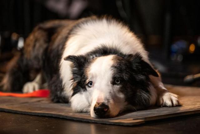 Messi, el perro, tiene su asiento en la gala del Oscar 2024