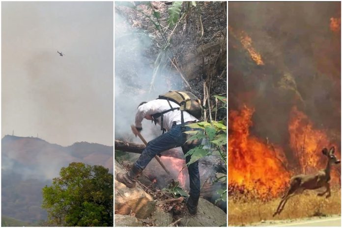 Continúan los incendios forestales en el Parque Nacional Henri Pittier