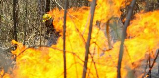 Venezuela registra récord de incendios forestales por la sequía