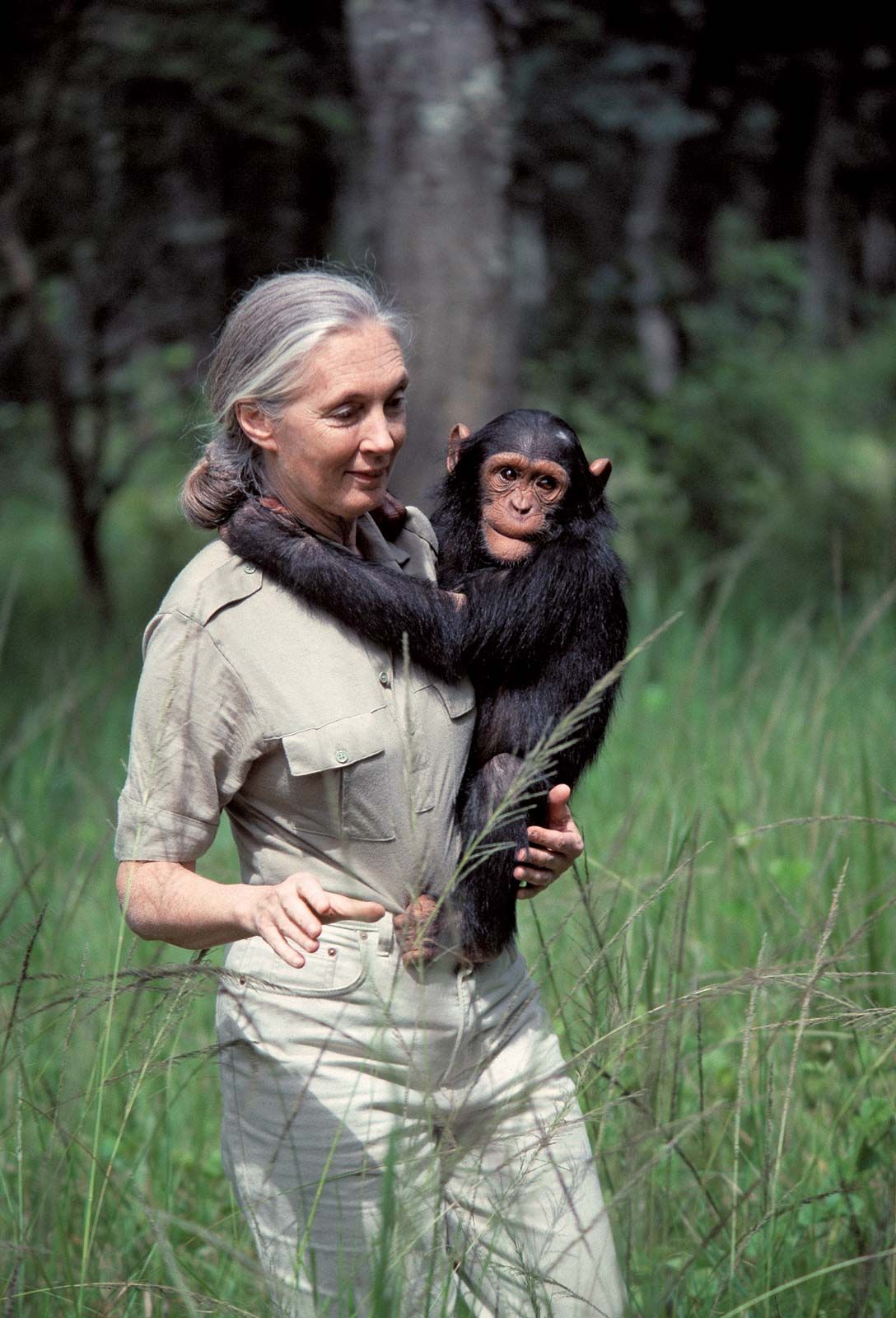 Jane Goodall chimpanchés 