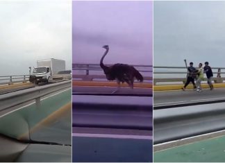 Capturaron a los dos avestruces en el puente sobre el lago de Maracaibo